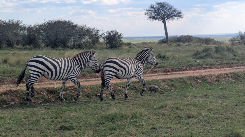 Masai Mara game drive safari Kenya wildlife