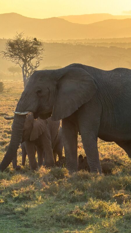 East Africa Safari Photo Gallery