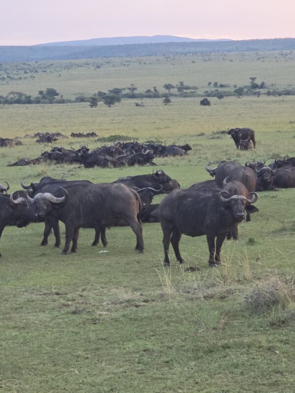 East Africa Safari Photo Gallery