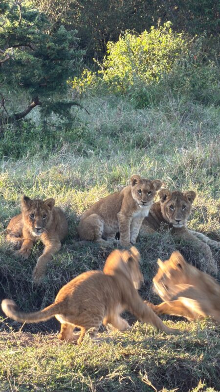 Masai Mara game drive safari Kenya wildlife