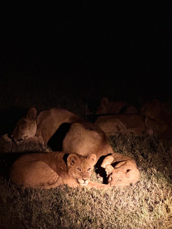 East Africa Safari Photo Gallery