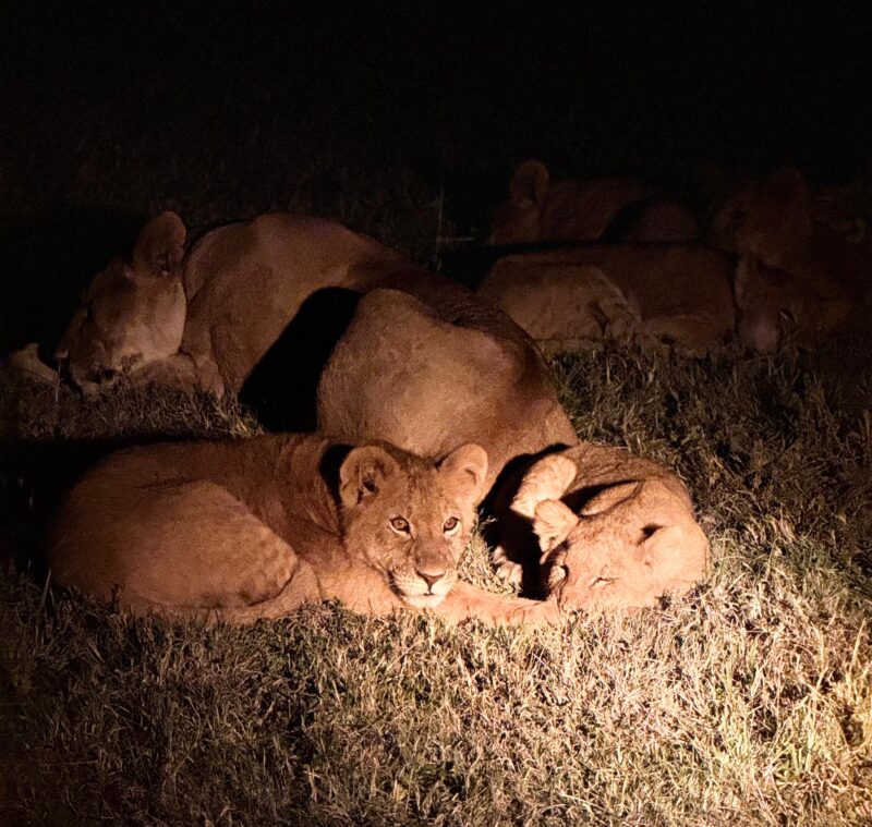 Kenya Safari Group Tour lions at night