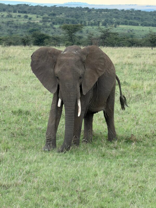 East Africa Safari Photo Gallery