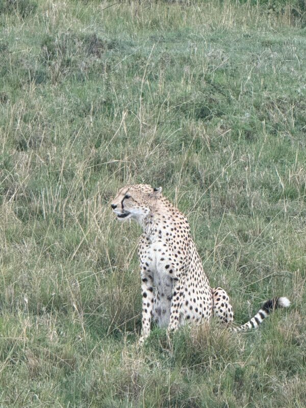 East Africa Safari Photo Gallery
