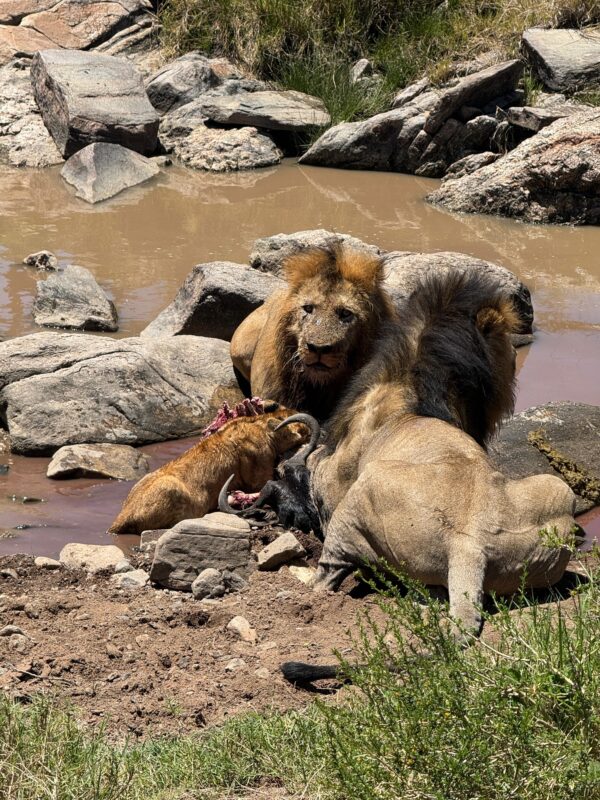 Masai Mara game drive safari Kenya wildlife