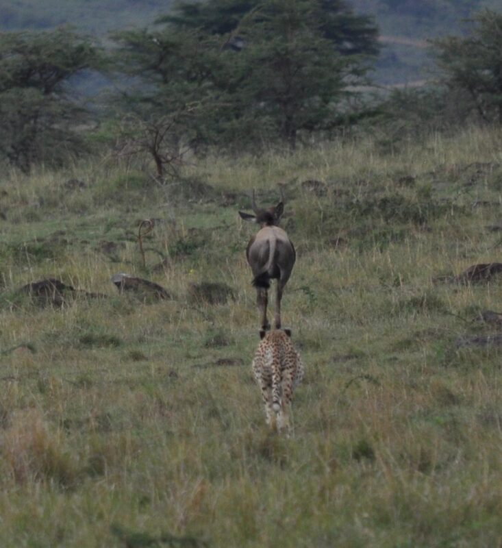 East Africa Safari Photo Gallery