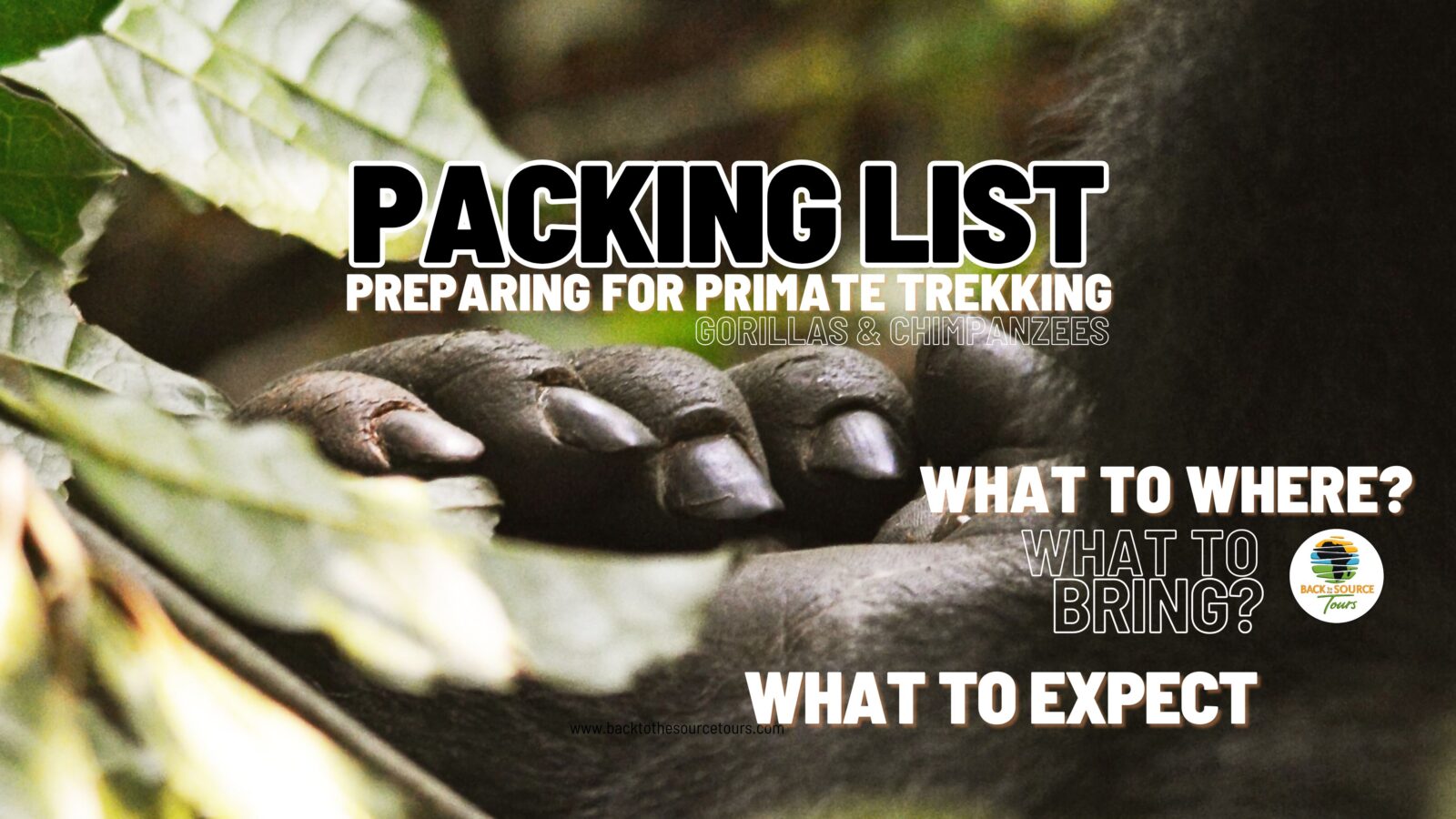 Gorilla Trekking Packing List Uganda: What to Wear and Bring to Bwindi
