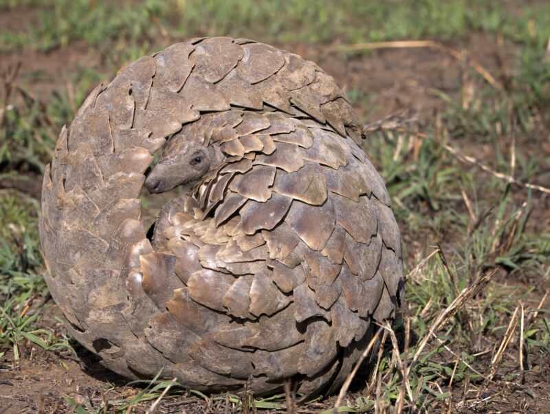 Pangolin Conservation Tour Buhoma Bwindi Uganda