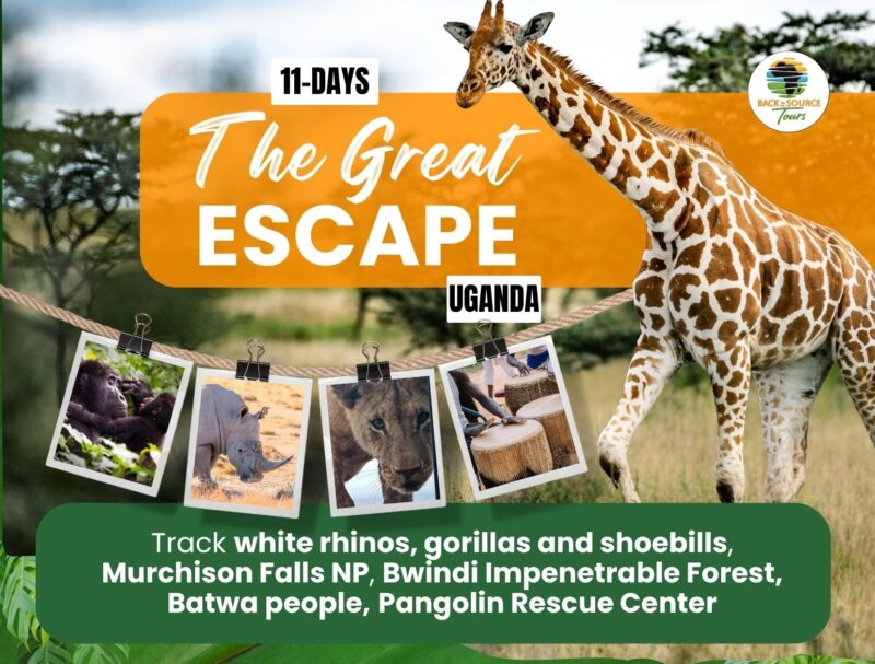 11-Day The Great Uganda Escape Gorilla, Rhinos, MFNP