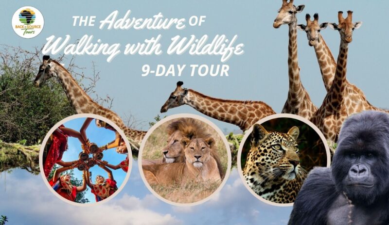 9-day walking safari Uganda Lake Mburo gorilla trekking Bwindi Back to the Source Tours