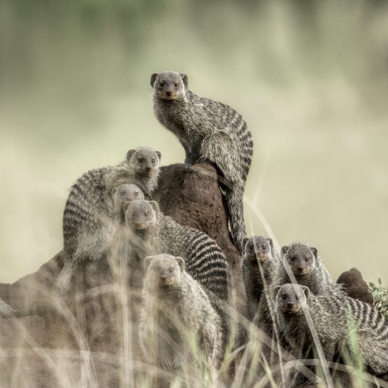 Group of mongooses in Queen Elizabeth National Park Uganda