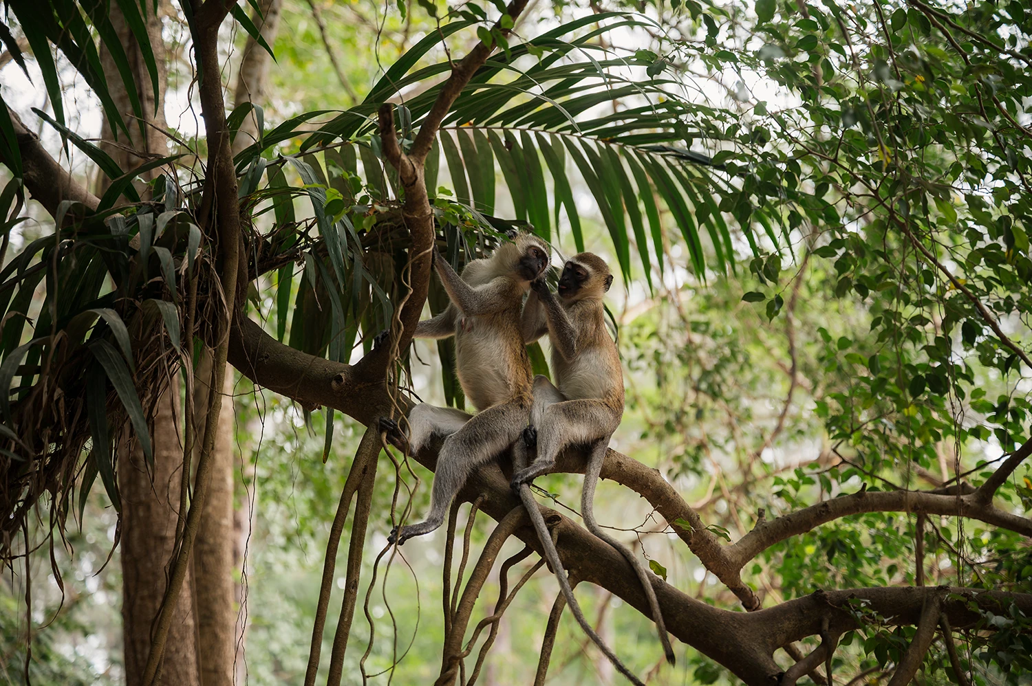 Haller Park Quarry Mombasa Kenya