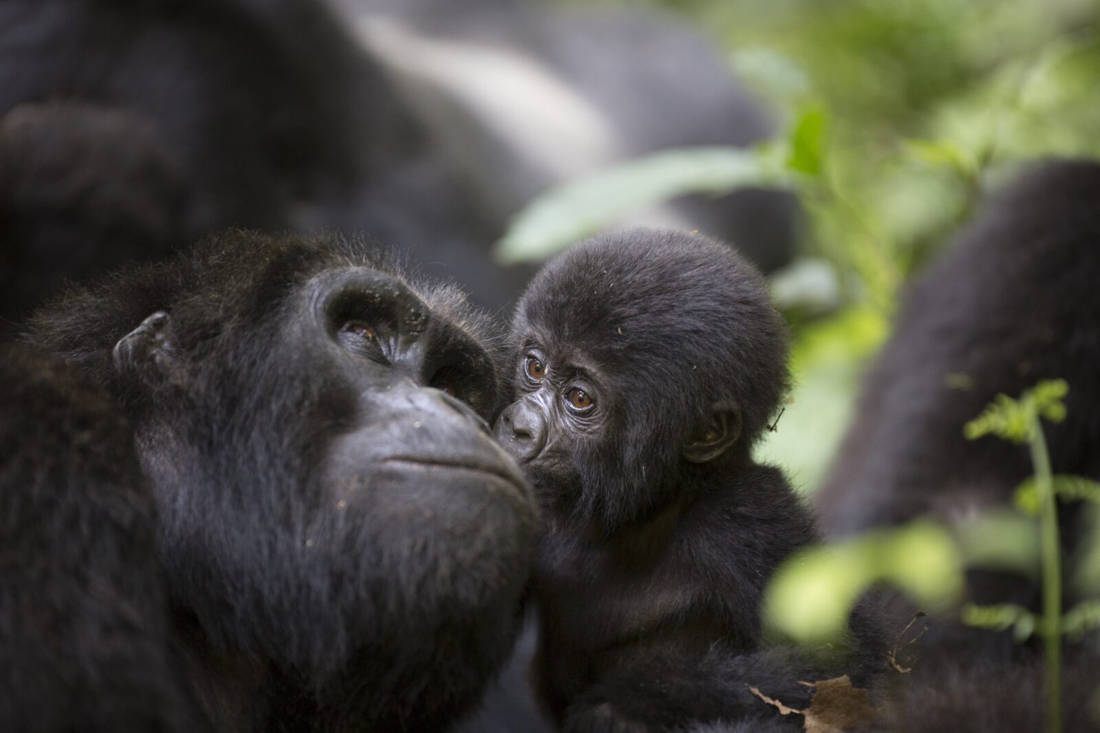Mountain Gorilla Trekking Bwindi Uganda