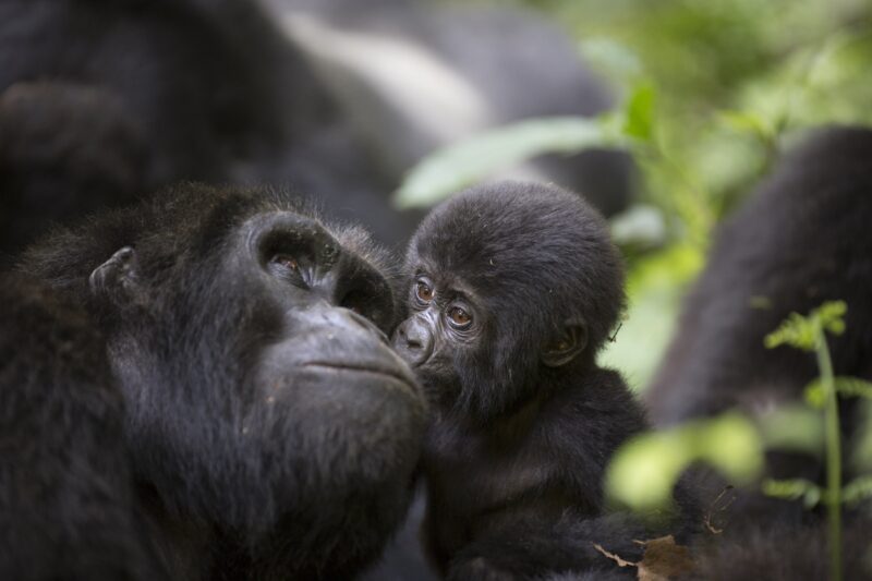 Mountain Gorilla Trekking Bwindi Uganda