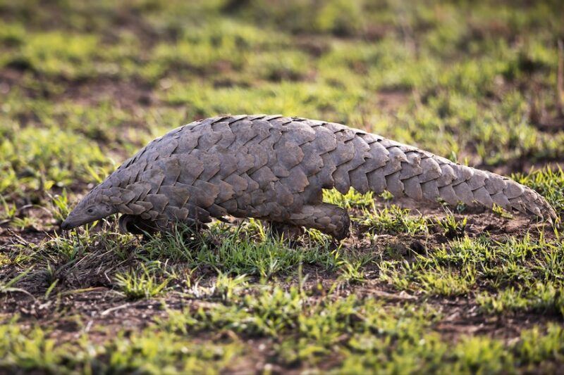 Closeup shot of a Pangolin
