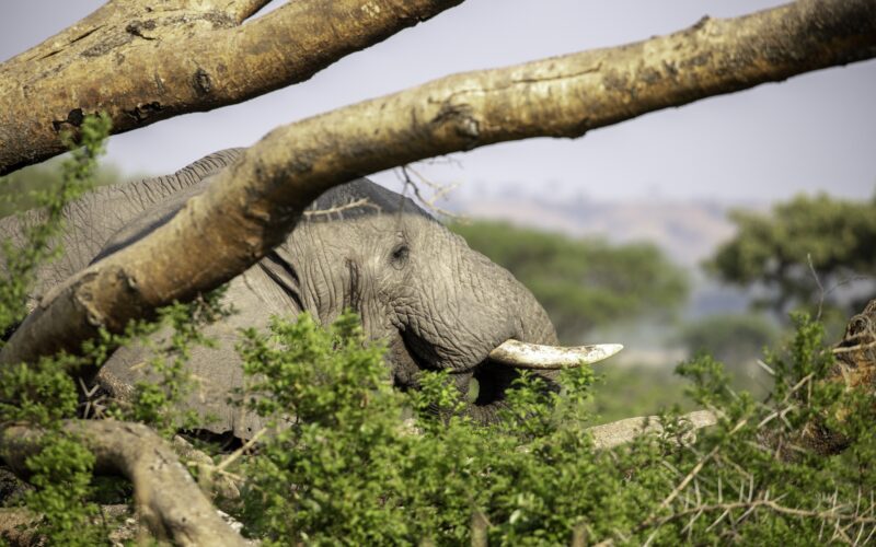 Queen Elizabeth National Park Uganda Elephant Game Drive