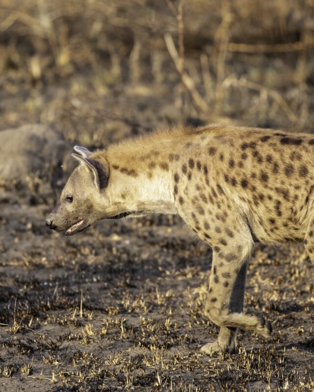Queen Elizabeth National Park Uganda Hyena