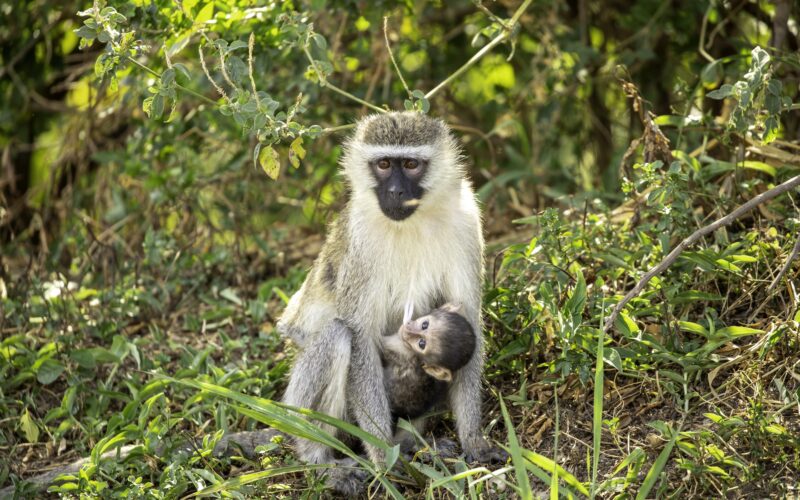 Queen Elizabeth National Park Uganda monkey