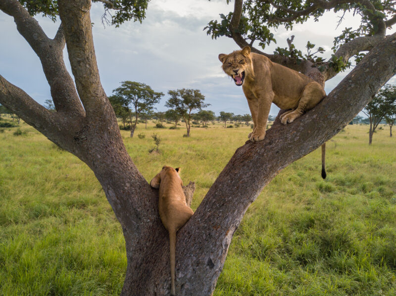 Queen Elizabeth National Park Uganda Tree Climbing Lion