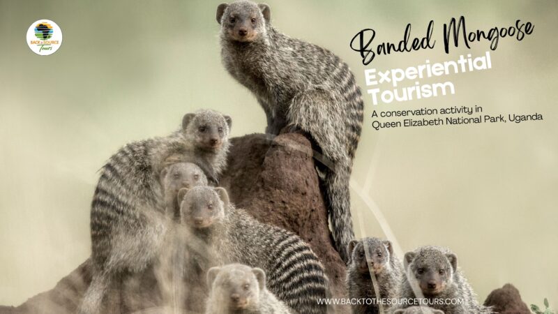 Banded Mongoose Experiential Tourism Queen Elizabeth NP