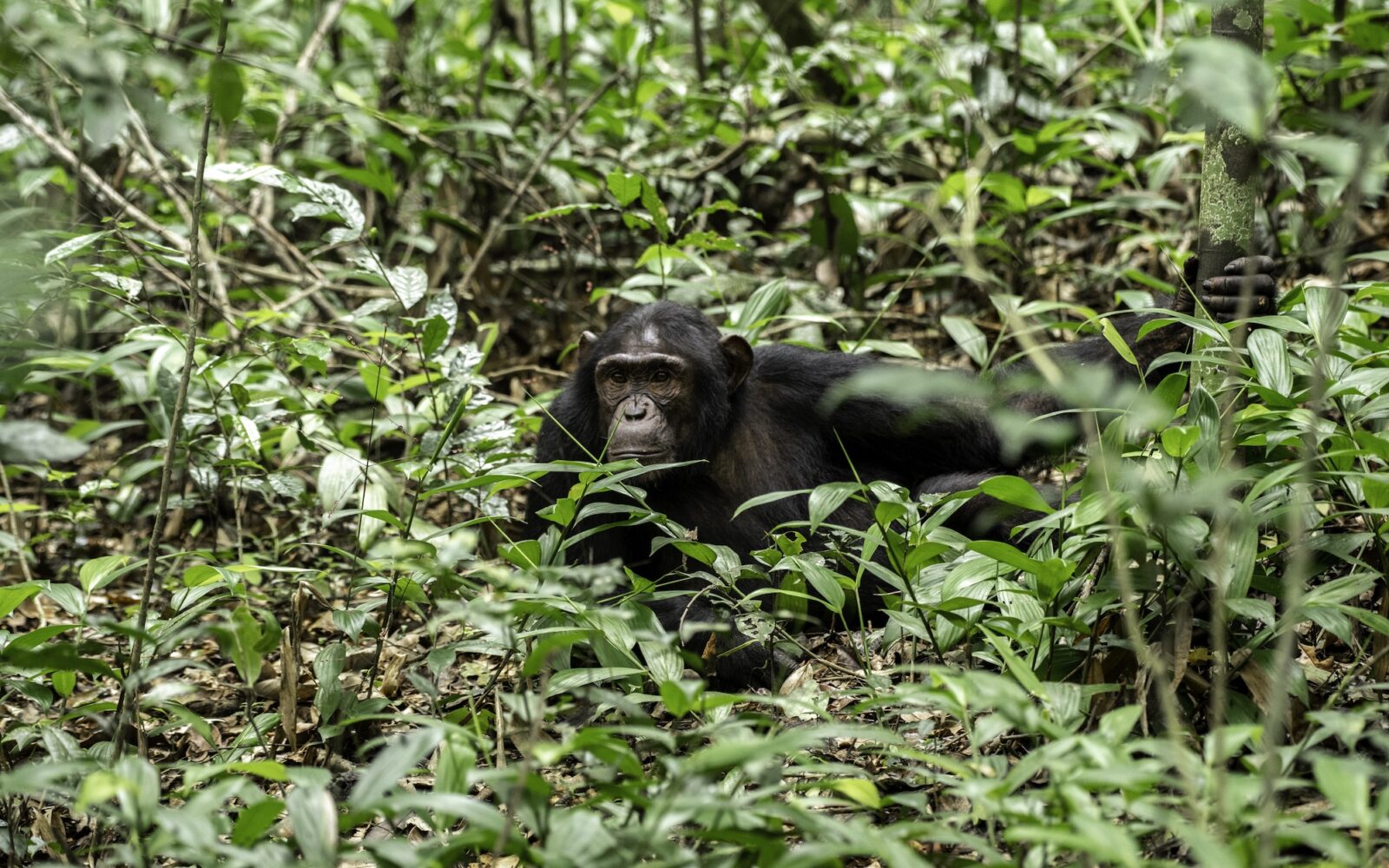 Kibale Forest Chimpanzee Uganda