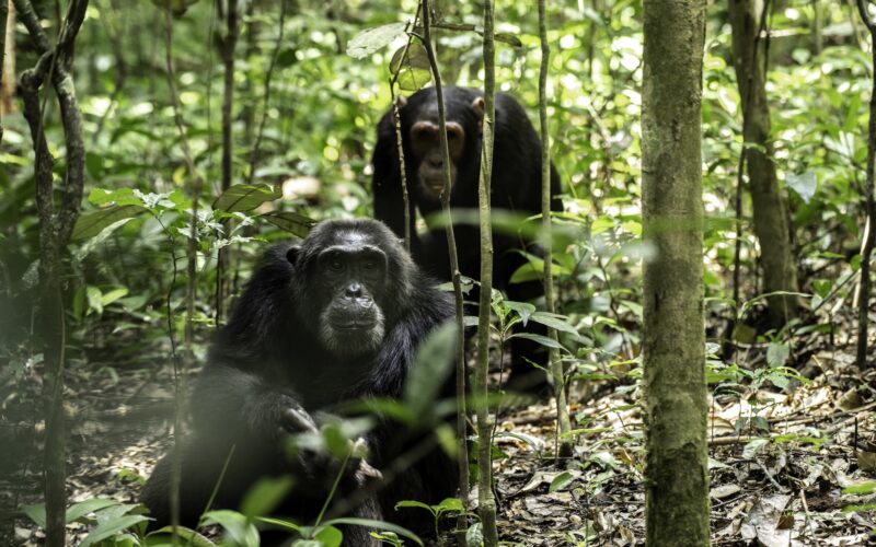Kibale Forest Chimpanzees Uganda
