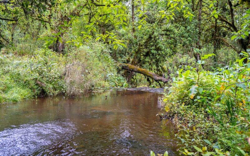 Mount Elgon National Park Uganda, Hiking, Sipi Falls, and Culture Guide