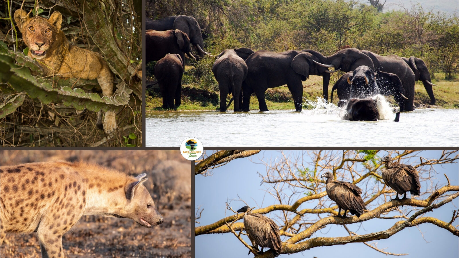 Queen Elizabeth National Park Uganda