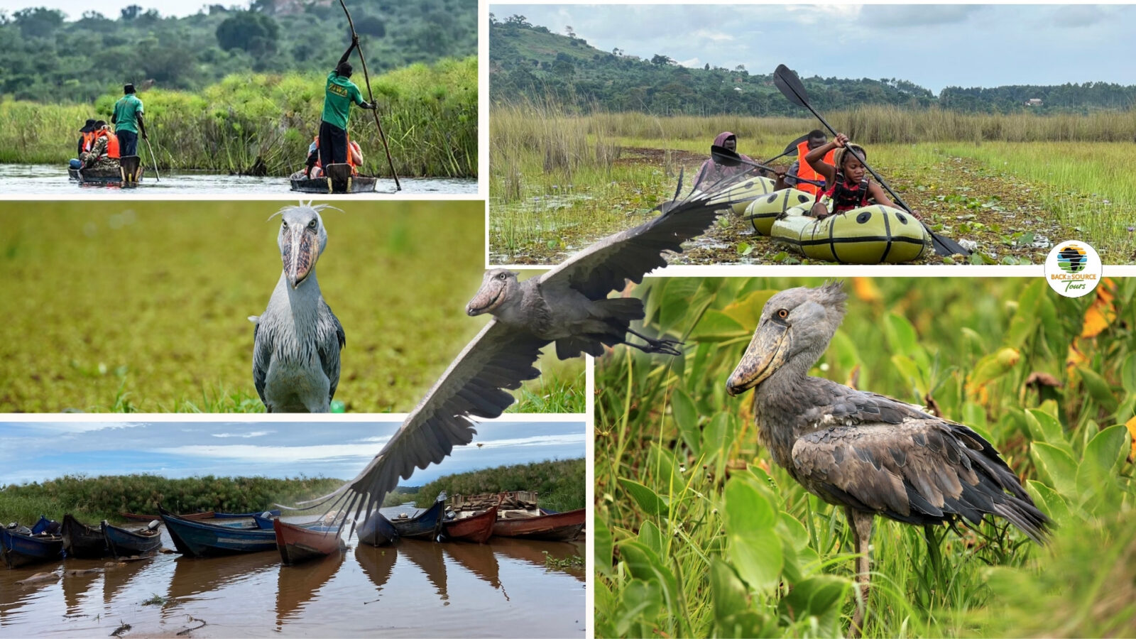 Shoebill Stork Mabamba Swamp Entebbe Uganda