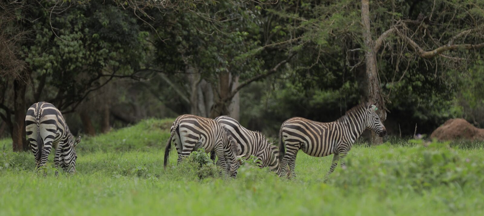 Ziwa Rhino and WIldlife Ranch Zebra Trekking on foot
