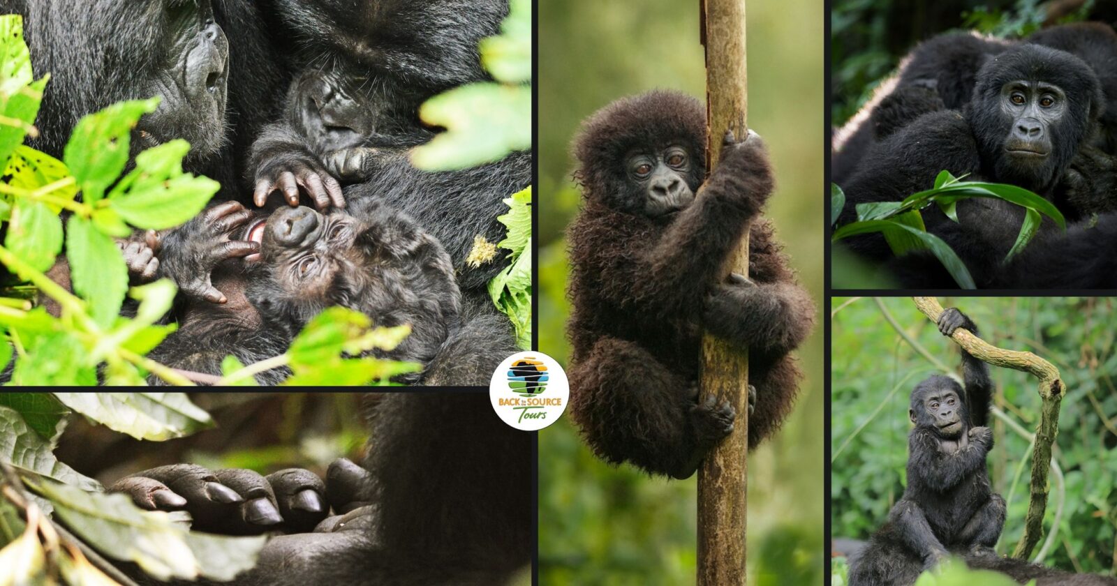 6 Day Gorilla Trekking Uganda and Cultural Tour | Bwindi