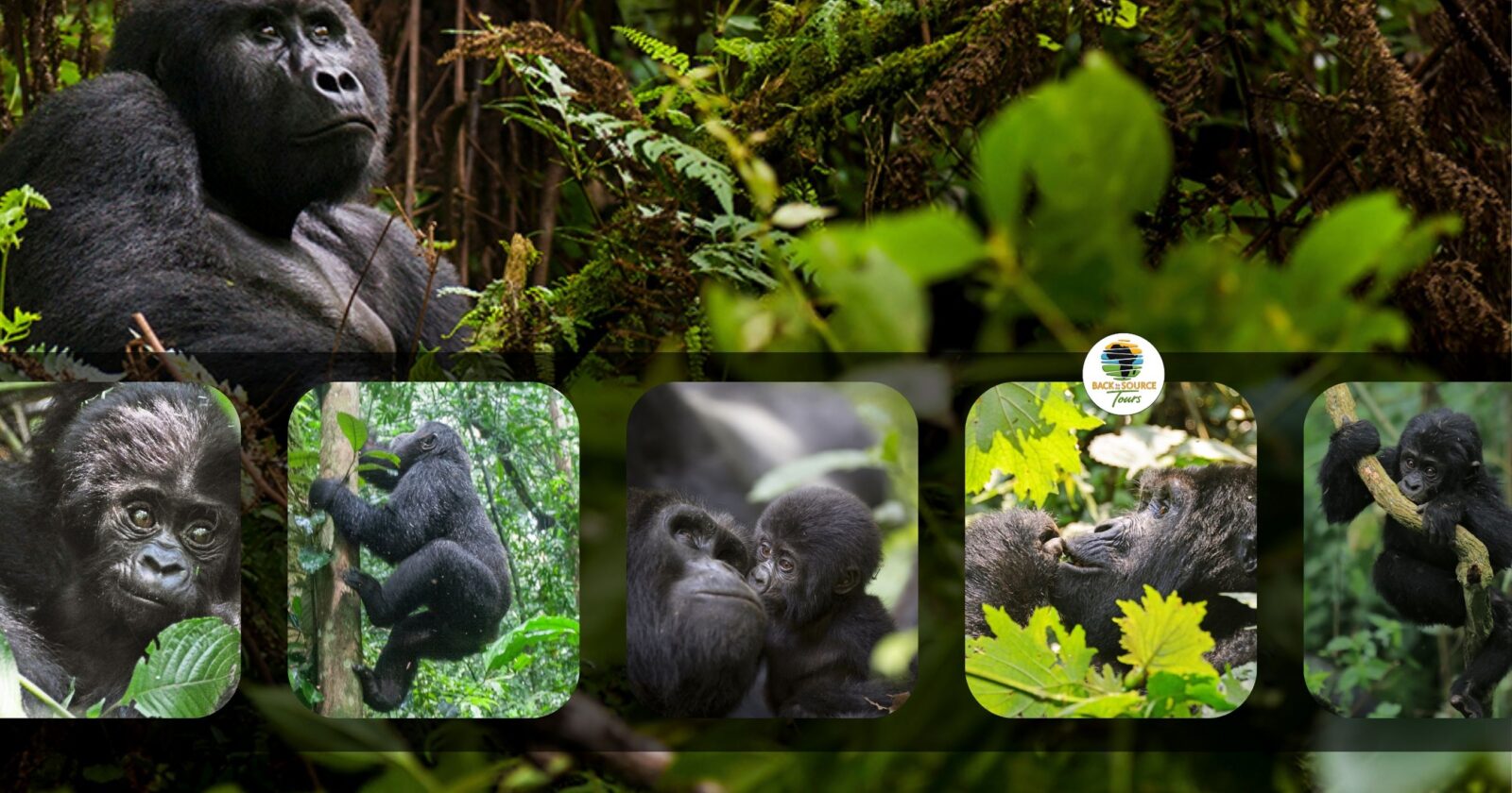 Gorilla Trekking Bwindi Forest Uganda