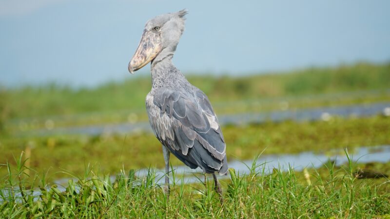 Mabamba Swamp Shoebill Tour Entebbe Uganda Trekking Activity