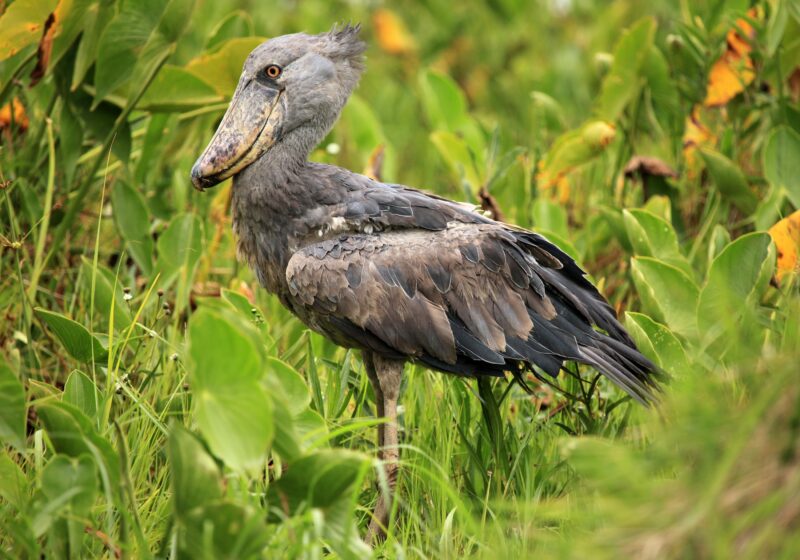 Mabamba Swamp Shoebill Tour Entebbe Uganda Trekking Activity