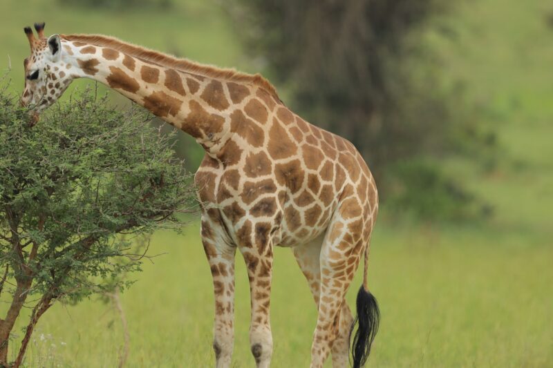 Murchison Falls National Park Uganda