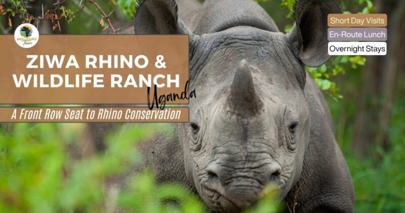 Ziwa Rhino Wildlife Ranch Tour