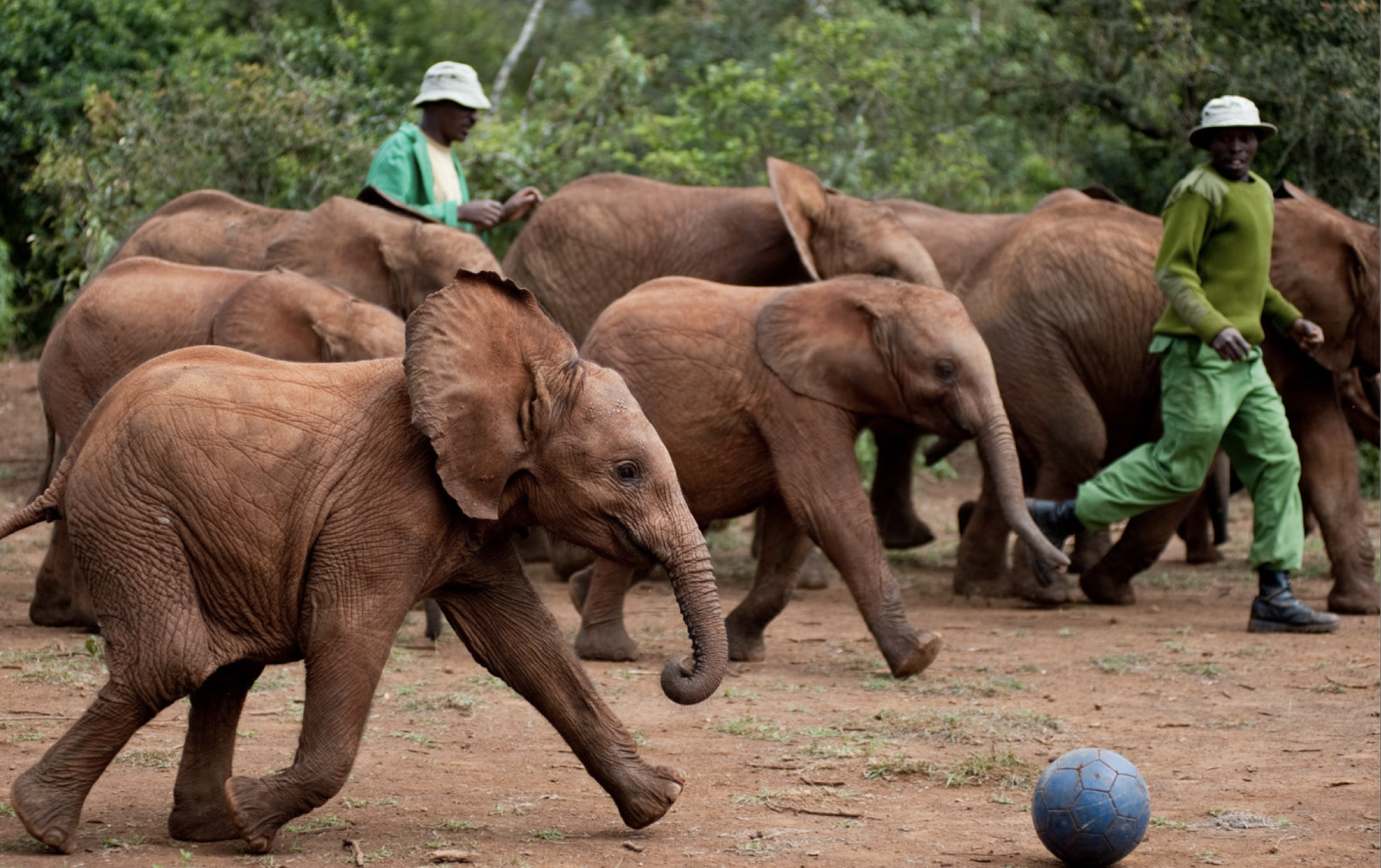 Sheldrick Elephants